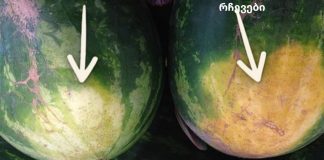 როგორ ავირჩიოთ სწორი საზამთრო: ხრიკები ფერმერისგან