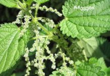 ნახეთ მცენარეები, რომლებიც აუმჯობესებს სისხლის მიმოქცევას.