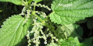 ნახეთ მცენარეები, რომლებიც აუმჯობესებს სისხლის მიმოქცევას.