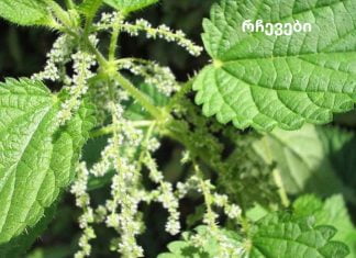 ნახეთ მცენარეები, რომლებიც აუმჯობესებს სისხლის მიმოქცევას.