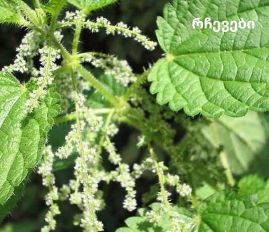 ნახეთ მცენარეები, რომლებიც აუმჯობესებს სისხლის მიმოქცევას.