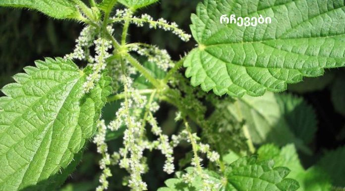 ნახეთ მცენარეები, რომლებიც აუმჯობესებს სისხლის მიმოქცევას.