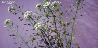 ხმაური თავის არეში და მაღალი წნევა, თირკმელები და შარდის ბუშტი – ამ ბალახს აქვს ძლიერი სამკურნალო ძალა