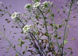 ხმაური თავის არეში და მაღალი წნევა, თირკმელები და შარდის ბუშტი – ამ ბალახს აქვს ძლიერი სამკურნალო ძალა