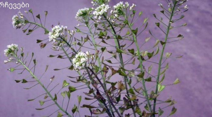 ხმაური თავის არეში და მაღალი წნევა, თირკმელები და შარდის ბუშტი – ამ ბალახს აქვს ძლიერი სამკურნალო ძალა