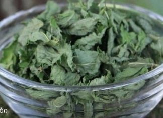 ღვიძლს მკურნალობენ ბალახებით. გაითვალისწინეთ რეცეპტების შენახვა