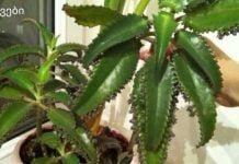 ნამდვილი სახლის ექიმი “აიბოლიტი” – სამკურნალო კალანხოე, რომელიც ყოველთვის დაგეხმარებათ