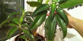 ნამდვილი სახლის ექიმი “აიბოლიტი” – სამკურნალო კალანხოე, რომელიც ყოველთვის დაგეხმარებათ