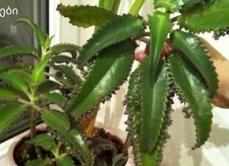 ნამდვილი სახლის ექიმი “აიბოლიტი” – სამკურნალო კალანხოე, რომელიც ყოველთვის დაგეხმარებათ