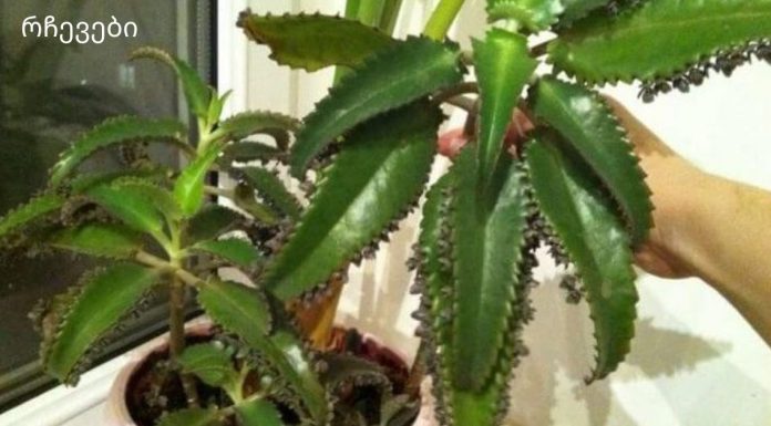 ნამდვილი სახლის ექიმი “აიბოლიტი” – სამკურნალო კალანხოე, რომელიც ყოველთვის დაგეხმარებათ