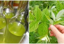 ჟოლოს ფოთლის ნაყენი გვეხმარება ნერვულ აშლილობასთან და გულის დაავადებებთან ბრძოლაში