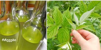 ჟოლოს ფოთლის ნაყენი გვეხმარება ნერვულ აშლილობასთან და გულის დაავადებებთან ბრძოლაში