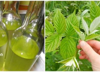 ჟოლოს ფოთლის ნაყენი გვეხმარება ნერვულ აშლილობასთან და გულის დაავადებებთან ბრძოლაში