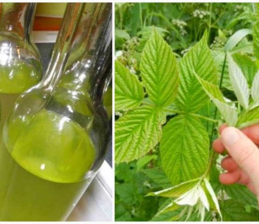 ჟოლოს ფოთლის ნაყენი გვეხმარება ნერვულ აშლილობასთან და გულის დაავადებებთან ბრძოლაში