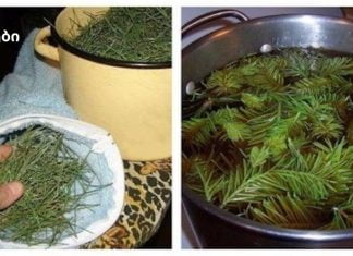 უძველესი და ცნობილი ფიჭვის ნემსის რეცეპტი არტერიული წნევის შესამცირებლად მრავალი წლის განმავლობაში.