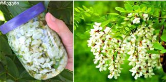 თეთრი აკაციის ნაყენს შეუძლია განკურნოს დამბლა, ძლიერი თავის ტკივილი, ხელებისა და ფეხების დაბუჟება