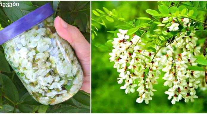 თეთრი აკაციის ნაყენს შეუძლია განკურნოს დამბლა, ძლიერი თავის ტკივილი, ხელებისა და ფეხების დაბუჟება