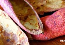 ბროწეულის ქერქს შეუძლია მოახდინოს სასწაულები, რომლებიც სიცოცხლეს გადაარჩენს!