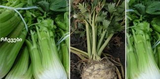 საკუთარი წამლის შექმნა: თქვენ ნამდვილად არ გჭირდებათ მეტი დიაბეტის წამალი