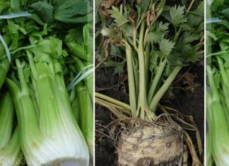 საკუთარი წამლის შექმნა: თქვენ ნამდვილად არ გჭირდებათ მეტი დიაბეტის წამალი