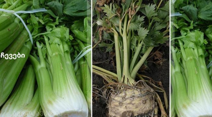 საკუთარი წამლის შექმნა: თქვენ ნამდვილად არ გჭირდებათ მეტი დიაბეტის წამალი