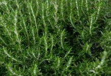 როზმარინს შეუძლია თქვენი მეხსიერება 85%-ით გააუმჯობესოს.