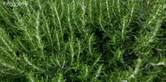 როზმარინს შეუძლია თქვენი მეხსიერება 85%-ით გააუმჯობესოს.