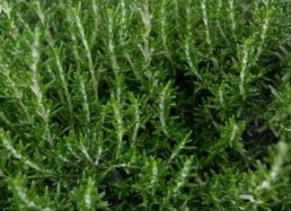 როზმარინს შეუძლია თქვენი მეხსიერება 85%-ით გააუმჯობესოს.