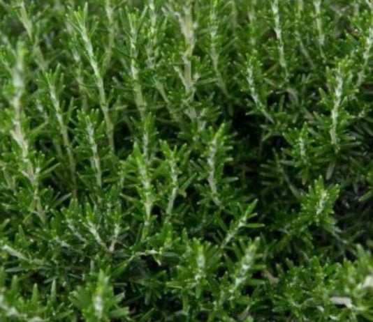 როზმარინს შეუძლია თქვენი მეხსიერება 85%-ით გააუმჯობესოს.