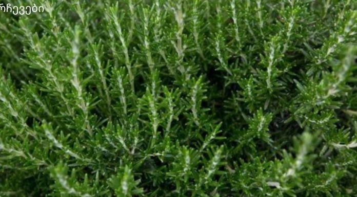 როზმარინს შეუძლია თქვენი მეხსიერება 85%-ით გააუმჯობესოს.