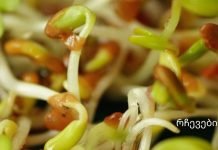 გაღვივებული მარცვლეულის ფასდაუდებელი სარგებელი -„მე თვითონ დავიწყე საუზმეზე გამწვანებული ხორბლის მარცვლების მიღება, როდესაც 54 წლის ვიყავი,და საოცრება მოხდა.