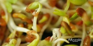 გაღვივებული მარცვლეულის ფასდაუდებელი სარგებელი -„მე თვითონ დავიწყე საუზმეზე გამწვანებული ხორბლის მარცვლების მიღება, როდესაც 54 წლის ვიყავი,და საოცრება მოხდა.