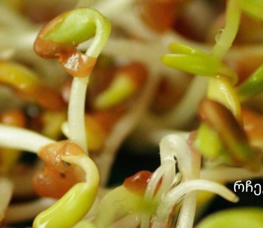 გაღვივებული მარცვლეულის ფასდაუდებელი სარგებელი -„მე თვითონ დავიწყე საუზმეზე გამწვანებული ხორბლის მარცვლების მიღება, როდესაც 54 წლის ვიყავი,და საოცრება მოხდა.