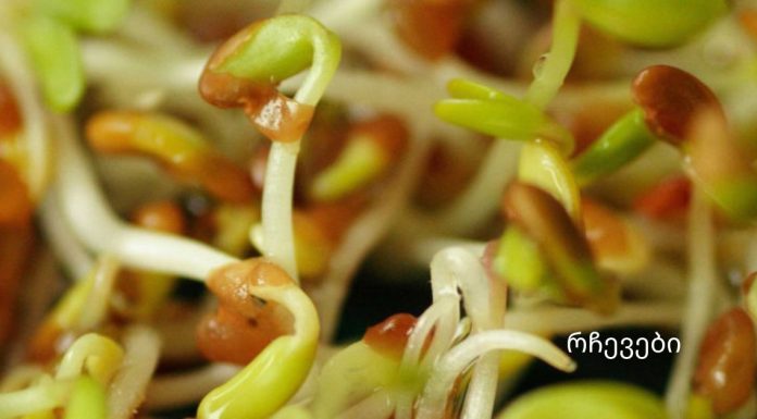 გაღვივებული მარცვლეულის ფასდაუდებელი სარგებელი -„მე თვითონ დავიწყე საუზმეზე გამწვანებული ხორბლის მარცვლების მიღება, როდესაც 54 წლის ვიყავი,და საოცრება მოხდა.