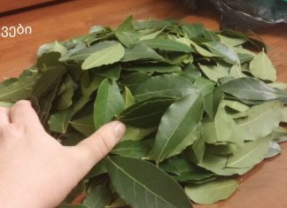 მეზობლის ბებიამ მასწავლა დაფნის ფოთლის ჯადოსნური თვისებები