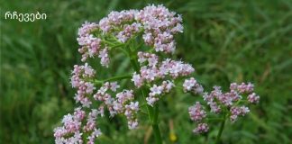 ესეთი მარტივი რეცეპტი თუ გამაახალგაზრდავებდა არ მეგონა,ვალერიანის სუნი გამაახალგაზრდავებლად მოქმედებს ჩვენს ორგანიზმზე.