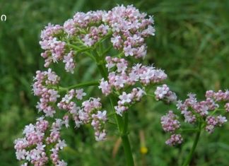 ესეთი მარტივი რეცეპტი თუ გამაახალგაზრდავებდა არ მეგონა,ვალერიანის სუნი გამაახალგაზრდავებლად მოქმედებს ჩვენს ორგანიზმზე.