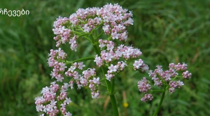 ესეთი მარტივი რეცეპტი თუ გამაახალგაზრდავებდა არ მეგონა,ვალერიანის სუნი გამაახალგაზრდავებლად მოქმედებს ჩვენს ორგანიზმზე.