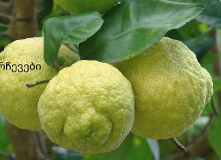 სასწაული რეცეპტი გიხსნით სახსრების ტკივილისგან!