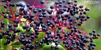 სასწაული საკვები, რომელიც გაგიძლიერებთ იმუნიტეტს