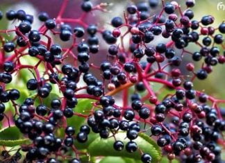 სასწაული საკვები, რომელიც გაგიძლიერებთ იმუნიტეტს