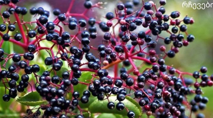 სასწაული საკვები, რომელიც გაგიძლიერებთ იმუნიტეტს