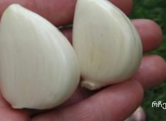 ადამიანების 5 კატეგორია, რომლებსაც აკრძალული აქვთ ნივრის ჭამა