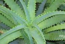 არსებოოოობს.ალოე თაფლით და კაჰორით – სამმაგი ძალა.