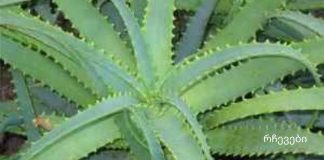 არსებოოოობს.ალოე თაფლით და კაჰორით – სამმაგი ძალა.