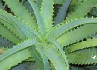 არსებოოოობს.ალოე თაფლით და კაჰორით – სამმაგი ძალა.