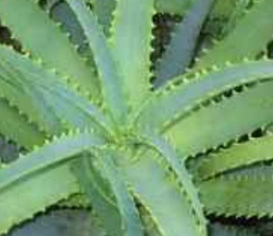 არსებოოოობს.ალოე თაფლით და კაჰორით – სამმაგი ძალა.