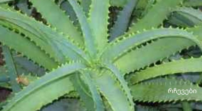 არსებოოოობს.ალოე თაფლით და კაჰორით – სამმაგი ძალა.