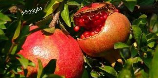 ბროწეულის კანი: სასარგებლო თვისებები, გამოყენება და უკუჩვენებები