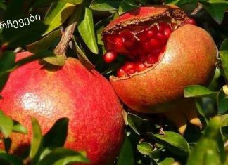 ბროწეულის კანი: სასარგებლო თვისებები, გამოყენება და უკუჩვენებები